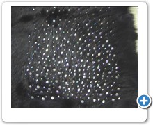 collection 4 strass spread on fox